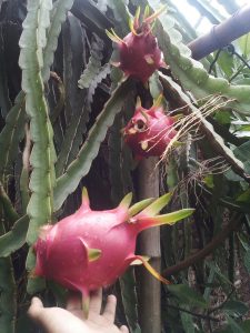 Pohon naga