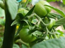 penjadwalan irigasi lahan