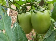 Penjadwalan irigasi yang baik pada tanaman tomat membuahkan hasil yang bagus dan berkualitas