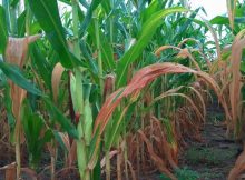 Daun jagung berwarna cokelat