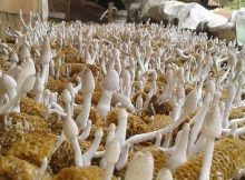 Jamur jenggel jagung