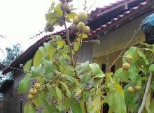 Tanaman kelengkeng berbuah lebat dengan NPK 16-16-16