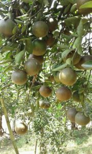 pohon jeruk berbuah lebat