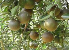 pohon jeruk berbuah lebat