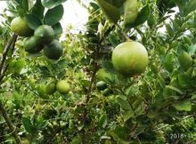 Pohon jeruk berbuah lebat di kebunku