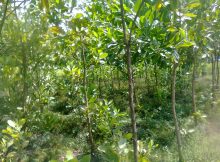 Pohon akasia