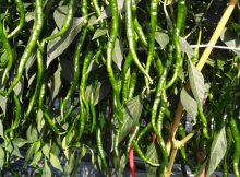 daun cabe tidak menguning