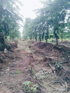 daun pepaya menguning