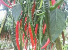 Bakteri tanah menyuburkan tanah pertanian, cabe berbuah lebat
