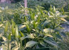 Tanaman cabe rawit jengki berbuah lebat