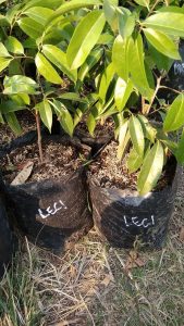 Bibit tanaman leci