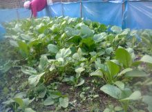 Berkebun saat bulan ramadhan