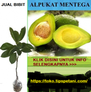 Contoh Contoh Tanaman Transgenik Hasil Transfer Gen Tips Petani