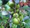 Apel Futsa/Apel India Berbuah dalam Pot