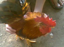 Ayam katik hasil rekayasa genetika transfer gen