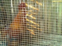 Ayam bangkok transgenik