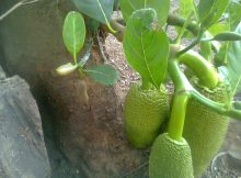 Tanaman nangka transgenik hasil rekayasa genetika