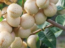 kelengkeng aroma durian