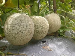 Tanaman melon berbuah lebat