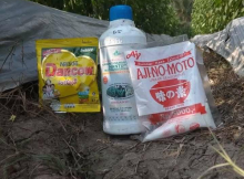 Manfaat Susu Dancow, Micin Ajinomoto, dan Jimmy Hantu untuk Tanaman Cabe