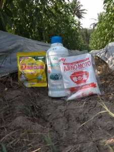 Manfaat Susu Dancow, Micin Ajinomoto, dan Jimmy Hantu untuk Tanaman Cabe