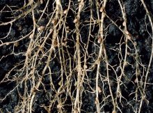 Macrophotograph of root nodules on the roots of white clover, ^ITrifolium repens^i, caused by the nitrogen- fixing bacteria ^IRhizobium ^I^Itrifolii^i. The bacteria convert atmospheric nitrogen into a usable organic form, something the clover cannot do itself, but which is imperative for its survival. Bacteria infect the plant through root hairs, forming an infection thread, which conveys them from the entry point to the nodule site. Here they divide repeatedly, swell, and are renamed bacteroids. The nodule consists of a central region filled with bacteroids surrounded by a spongy region, the cortex. Magnification: x0.6 at 35mm size.