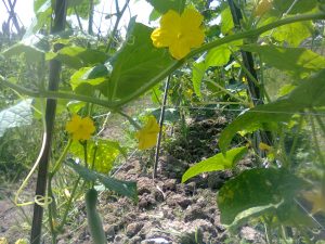 pertumbuhan tanaman mentimun kurang optimal karena gulma