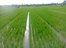 System of Rice Intensification (SRI)