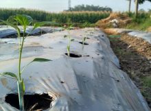 Pemberian sedotan plastik pada bibit tanaman cabe yang baru dipindahkan ke lahan bedengan