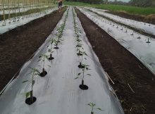 Penggunaan daun kelapa untuk menanam cabe di musim kemarau