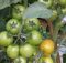 tomat rampai diberi tiang ajir sebagai penopang batang dan akarnya agar tidak roboh