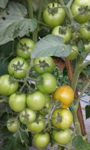 Cara Pendangiran dan Penyiangan Pada Tanaman Tomat