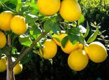 Bibit jeruk lemon