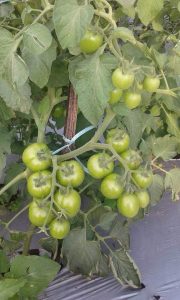 Tanaman tomat tumbuh subur dengan pengaturan drainase air yang tepat