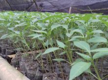 Benih bibit cabe yang saya semai tumbuh 100%