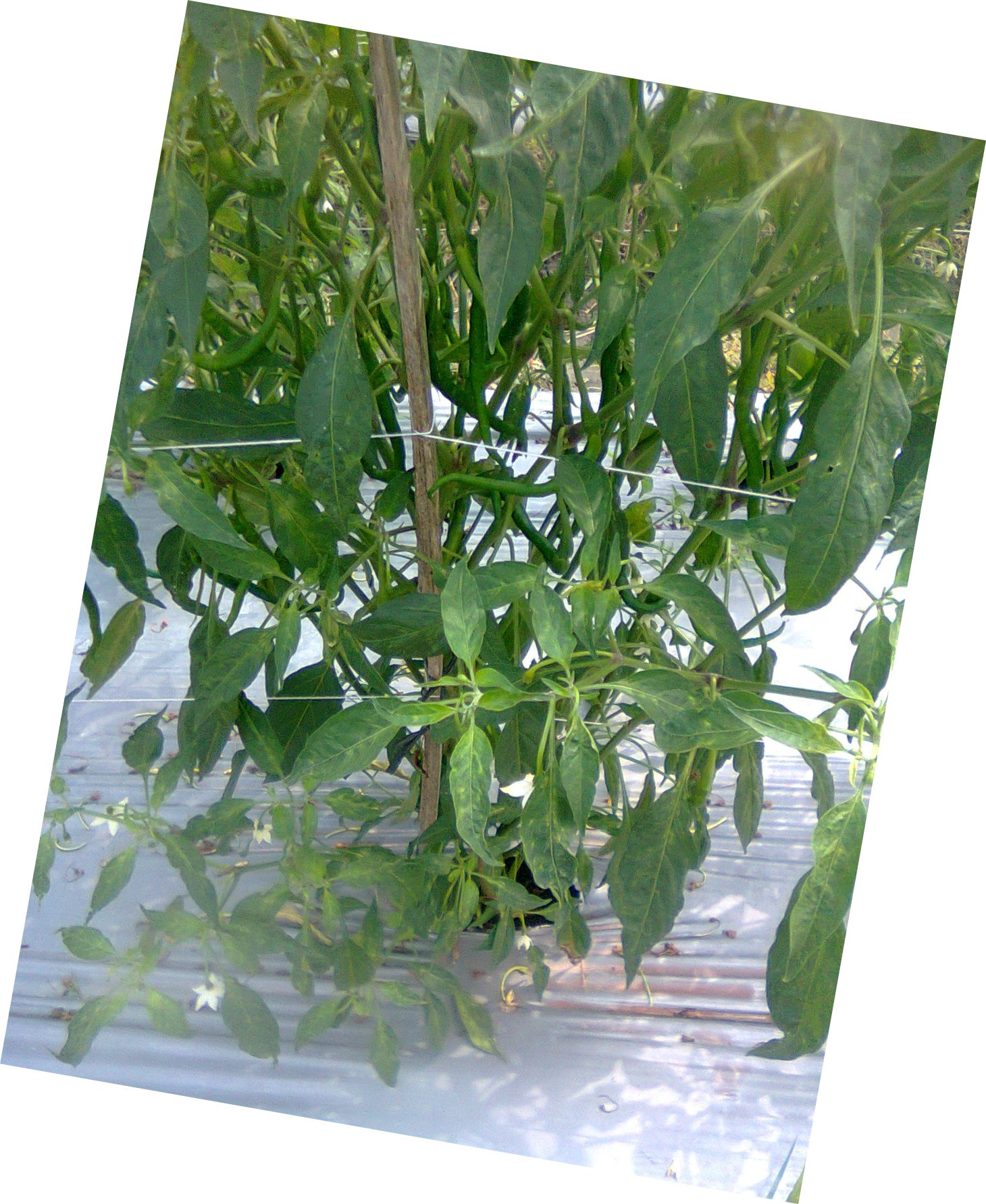Cara Membuat dan Memasang Lanjaran/Tiang Ajir untuk Tanaman Cabe - Tips