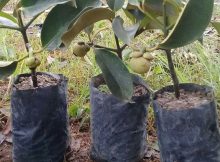 Bibit Manggis di TokoTipsPetani.Com