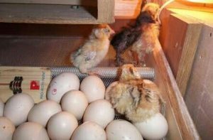 Menetaskan telur ayam kampung