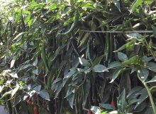 Daun cabe tetap lebar, berwarna hijau dan berbuah lebat
