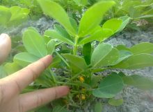 Penanaman Kacang Tanah mengundang bakteri Rhizobium leguminosarum untuk menyuburkan tanah pertanian