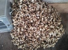 Bibit kencur yang siap dijadikan bibit kembali
