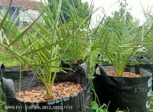 Kurma Jenis Ajwa
