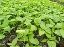 Bibit Tanaman Cabai yang Sehat