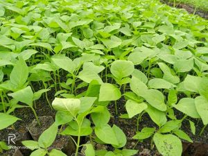 Bibit Tanaman Cabai yang Sehat