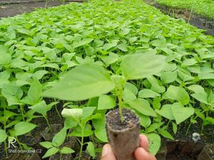 Bibit Tanaman Cabe