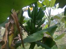 Pematangan buah pisang di pohonnya dipengaruhi oleh hormon etilen