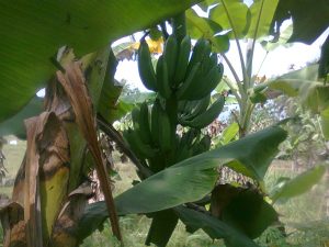 Pematangan buah pisang di pohonnya dipengaruhi oleh hormon etilen