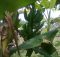 Pematangan buah pisang di pohonnya dipengaruhi oleh hormon etilen