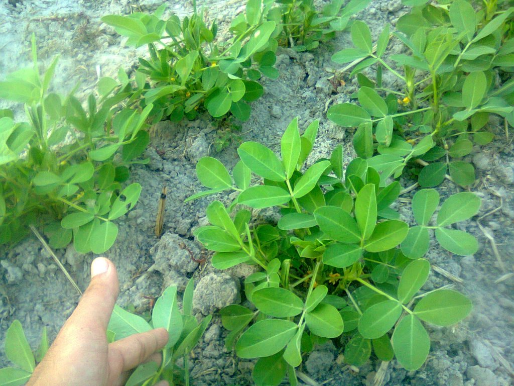 pada akar tanaman kacang tanah banyak mengandung bakteri Rhizobium leguminosarum