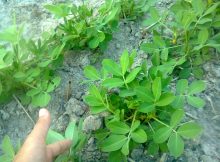 pada akar tanaman kacang tanah banyak mengandung bakteri Rhizobium leguminosarum